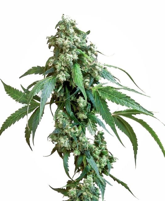 Jack Flash #5 Feminised Seeds-sensi-jf5-fem