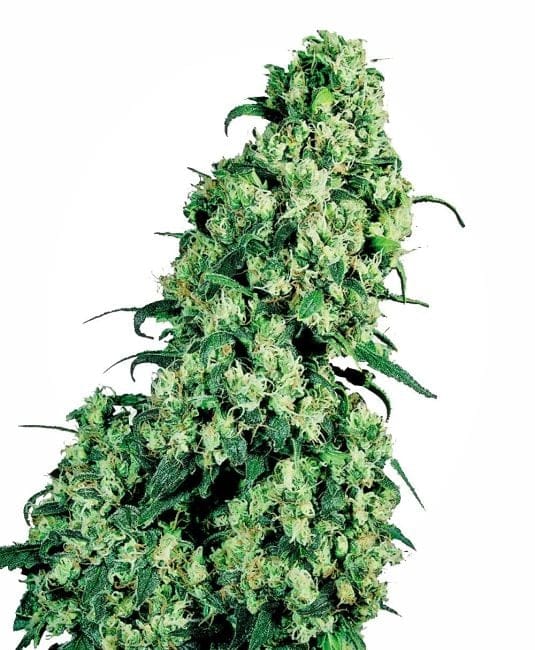 Skunk #1 Feminised Seeds-sensi-sk1-fem