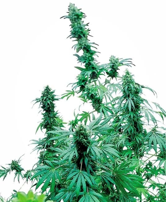 Early Skunk Feminised Seeds-sensi-esk-fem