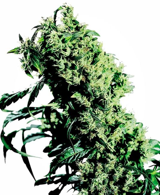 NL#5 x Haze Feminised Seeds-sensi-nl5xh-fem
