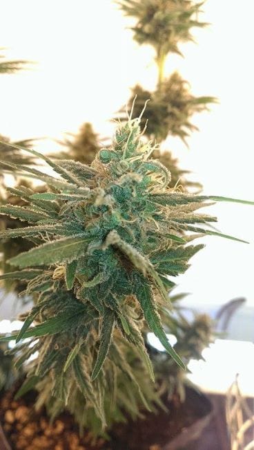 Lemon Kush Feminised Seeds-female-lemonkush