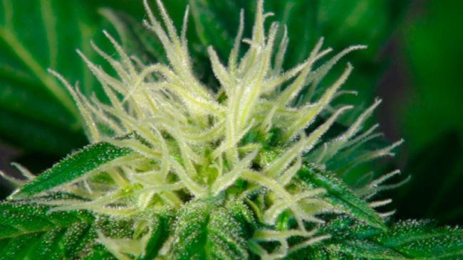 Ginger Punch (Hobbit) Auto Feminised Seeds-kb-hobbit-auto-fem