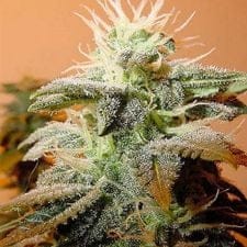Indoor Mix Feminised Seeds-female-indoormix