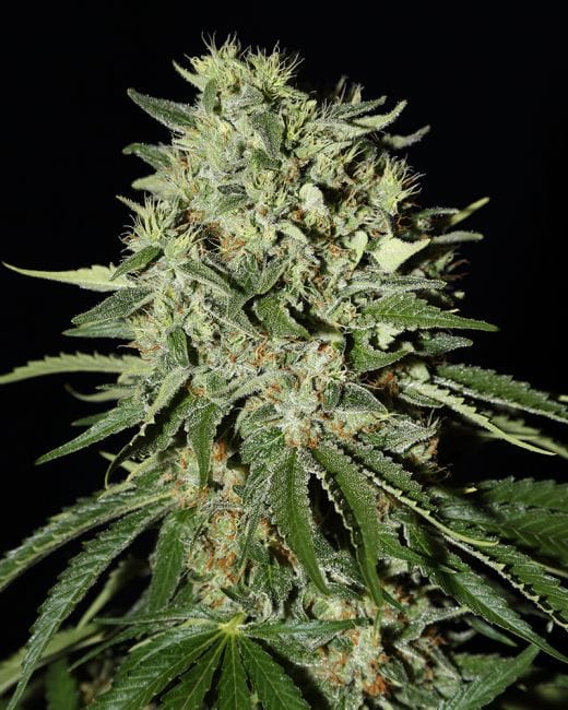 The Doctor Feminised Seeds-gh-doctor-fem
