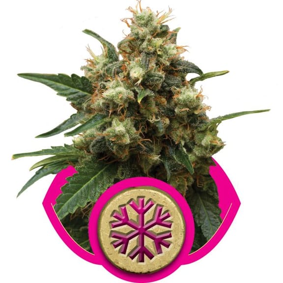 Ice Feminised Seeds-RQS-Ice-Fem