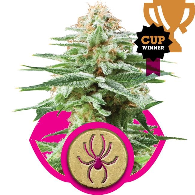 White Widow Feminised Seeds-RQS-WW-Fem
