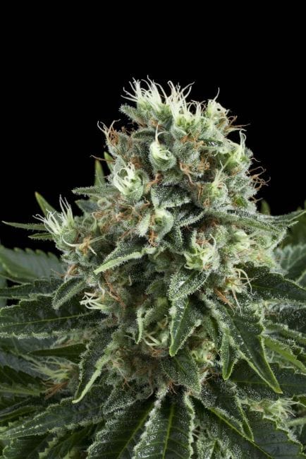 Indoor Mix Femminizzati Semi-RQS-Imix-Fem