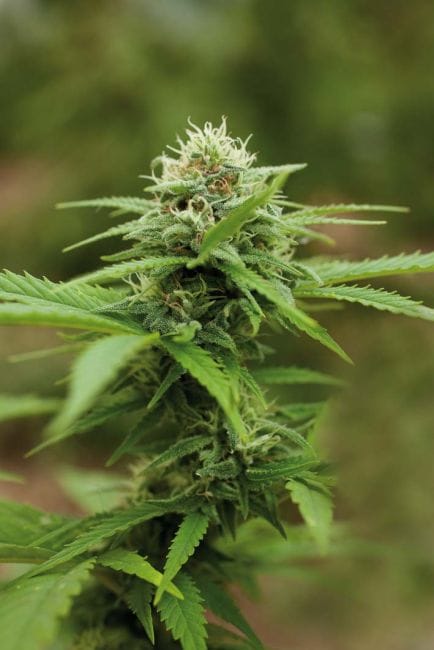 Outdoor Mix Feminised Seeds-RQS-OMix-Fem
