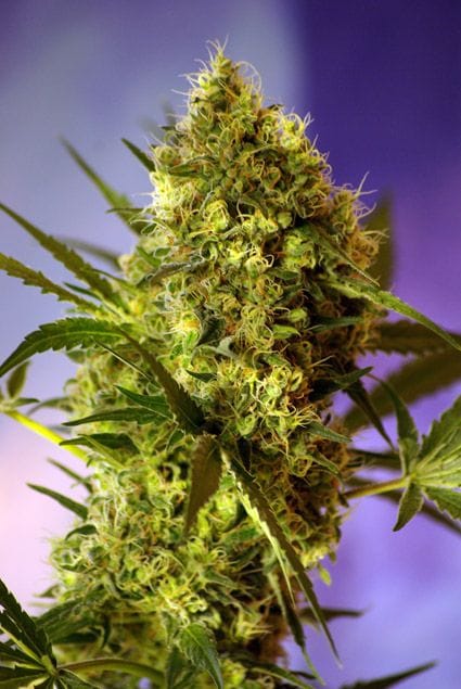 Big Devil #2 Auto Feminised Seeds-SS-BDA-Fem