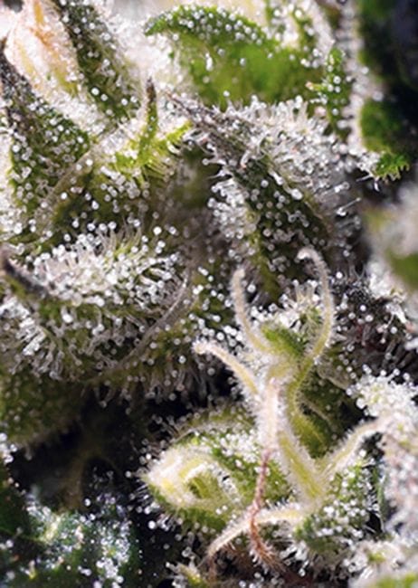 Cream Caramel Auto Feminised Seeds-SS-CCA-Fem