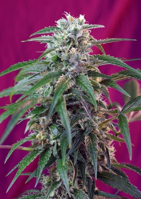 Green Poison Auto Feminised Seeds-SS-GPS-Fem