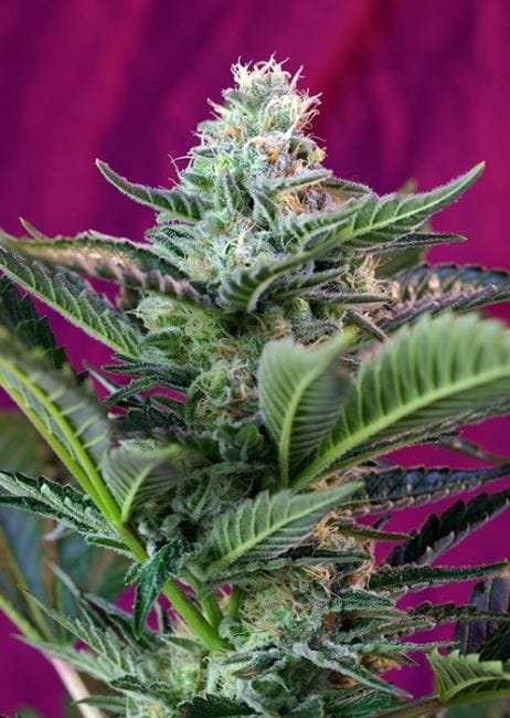 Mohan Ram Auto Feminised Seeds-SS-RMA-Fem