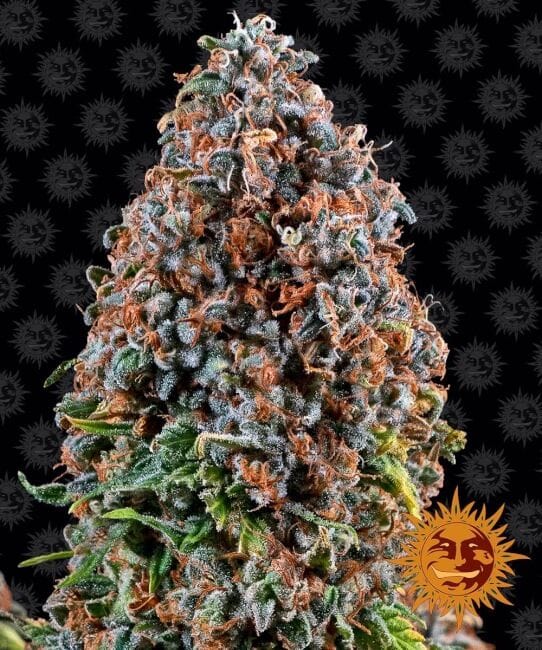 Critical Kush Feminisiert Samen-BFSCK-Fem