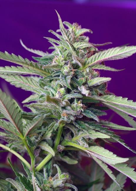 S.A.D. Auto Feminised Seeds-SS-SADA-Fem