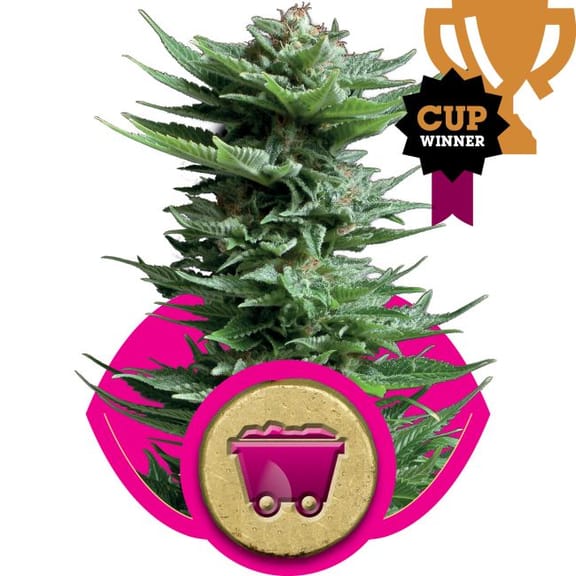 Shining Silver Haze Feminised Seeds-RQS-SSH-Fem