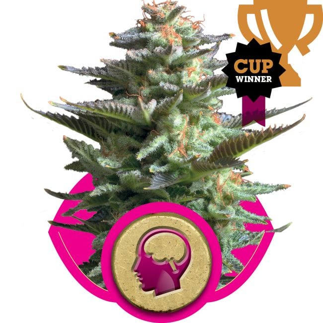 Amnesia Haze Feminised Seeds-RQS-AH-Fem