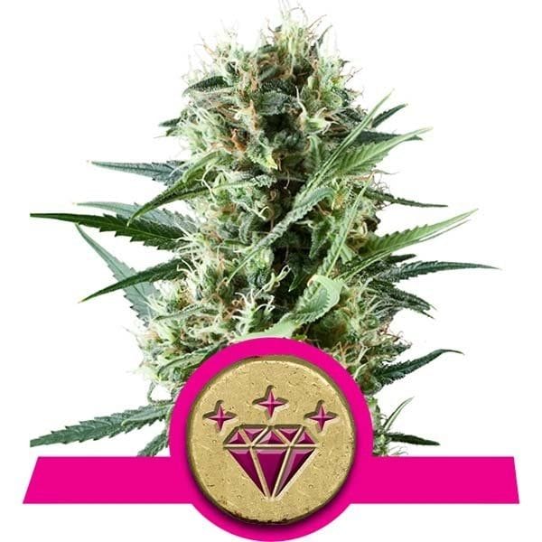 Special Kush #1 Feminised Seeds-RQS-SKU-FEM