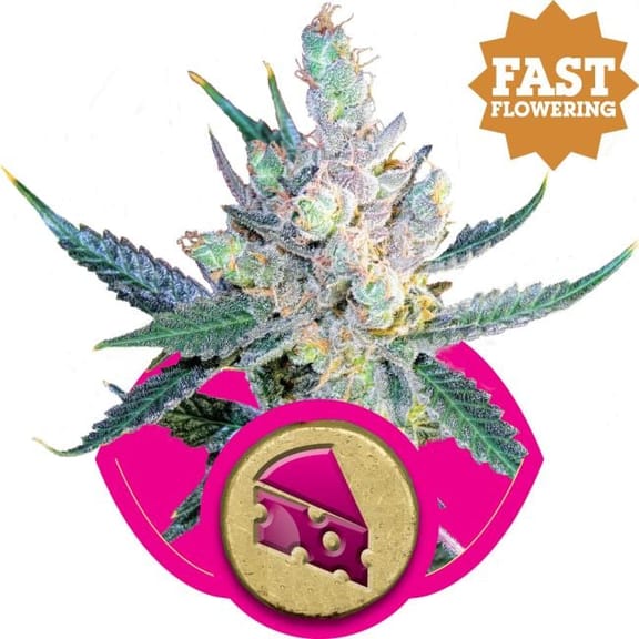 Royal Cheese Fast Feminised Seeds-RQS-RC-Fem