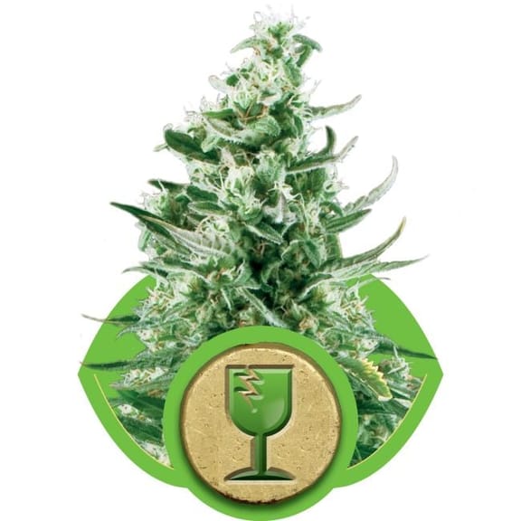 Royal Critical Auto Feminised Seeds-RQS-RCA-Auto-Fem