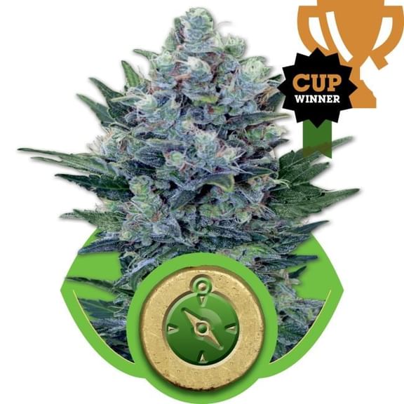 Northern Light Auto Feminised Seeds-RQS-NLA-Auto-Fem