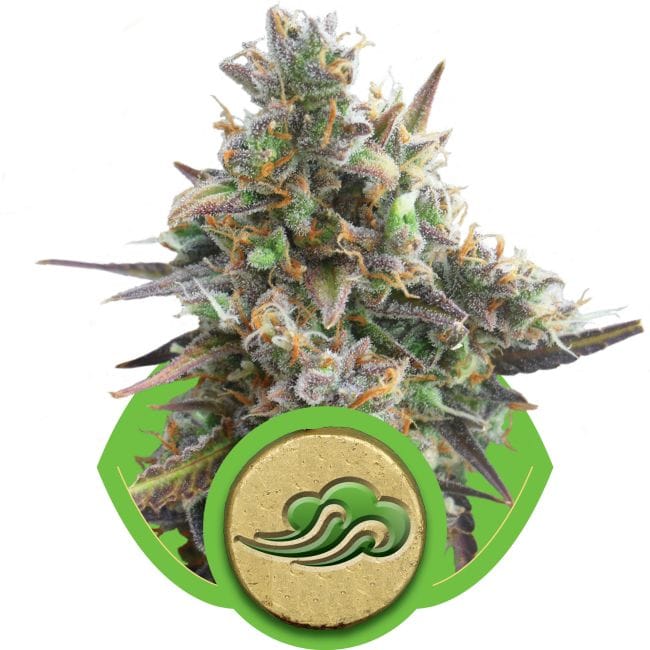 Royal Bluematic Auto Feminised Seeds-RQS-BRA-Auto-Fem
