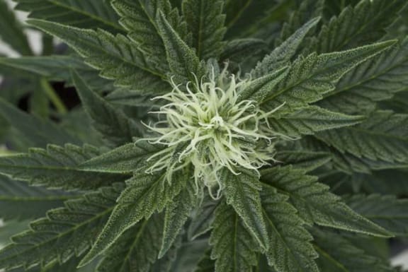 Outdoor Mix Auto Feminised Seeds-RQS-OMA-Auto-Fem