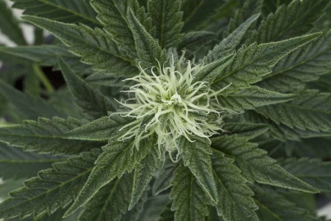 Outdoor Mix Auto Feminiseret Frø-RQS-OMA-Auto-Fem