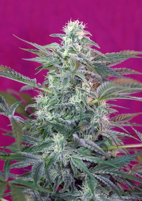 Big Foot Feminised Seeds-SS-BF-Fem