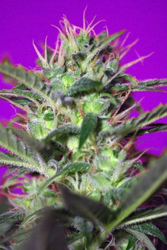 Botafumeiros Feminised Seeds-SS-BO-Fem