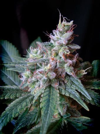 Cream Caramel Feminised Seeds-SS-CC-Fem