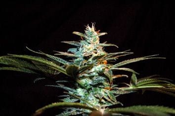 NYC Diesel (formerly Ice Cool) Feminised Seeds-SS-IC-Fem