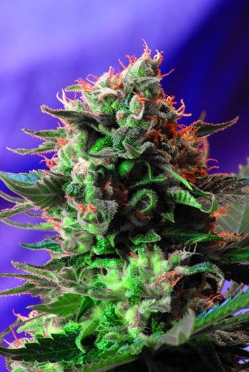 Jack 47 Feminised Seeds-SS-J47-Fem