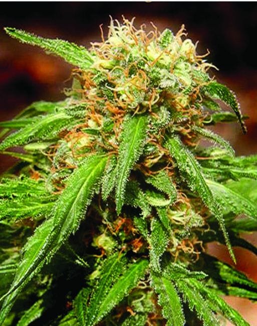 Sweet Tai Feminised Seeds-SS-ST-Fem