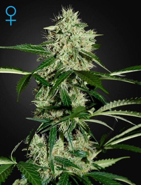 Northern Lights Auto Feminised Seeds-gh-nl-AUTO-fem