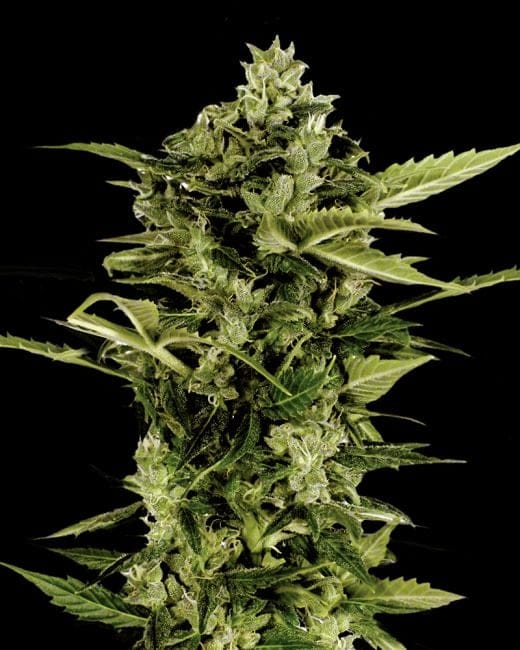 Auto-Bomb Feminised Seeds-GHAB
