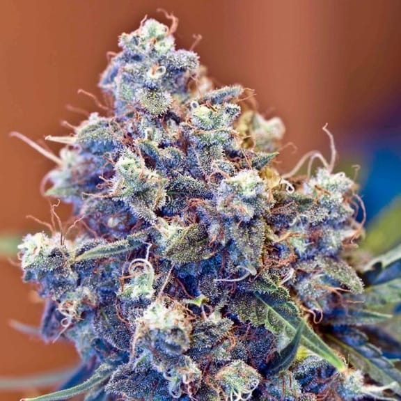 ICED Grapefruit Feminised Seeds-female-iced-grapefruit