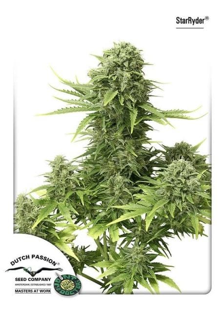 StarRyder Auto Feminised Seeds-dp-starryder-auto