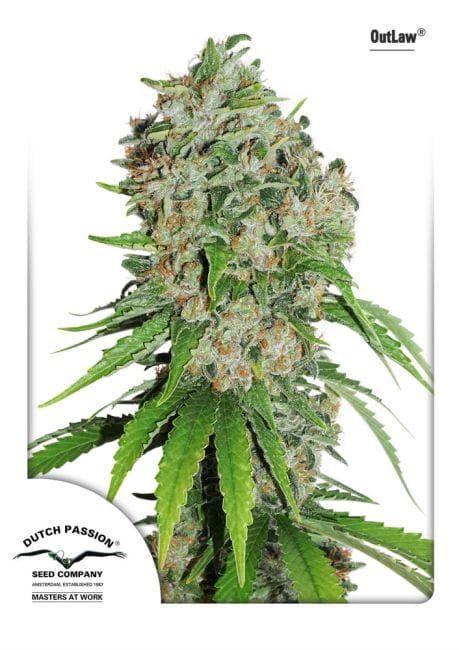 Outlaw Amnesia Feminizada Semillas-dp-outlaw-fem