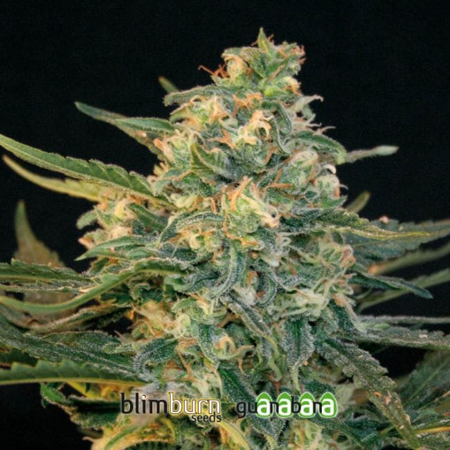 Guanabana Feminised Seeds-BLIM-GUANABANA