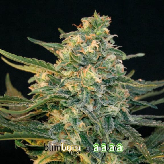 Guanabana Feminised Seeds-BLIM-GUANABANA