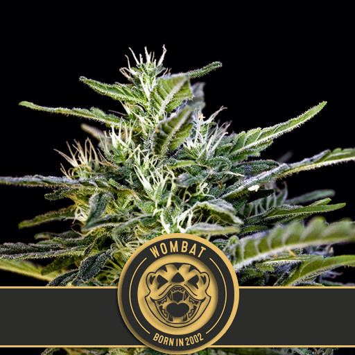 Wombat Feminised Seeds-BLIM-WOMBAT