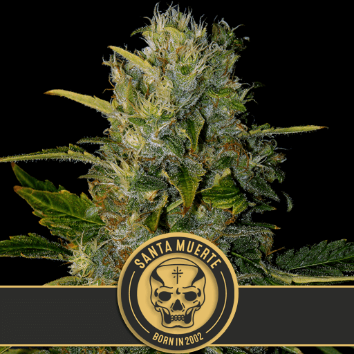 Santa Muerte Feminised Seeds-BLIM-SANTAMUERTE