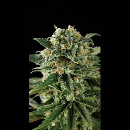 Critical Auto Feminised Seeds-BLIM-CRITICALAUT