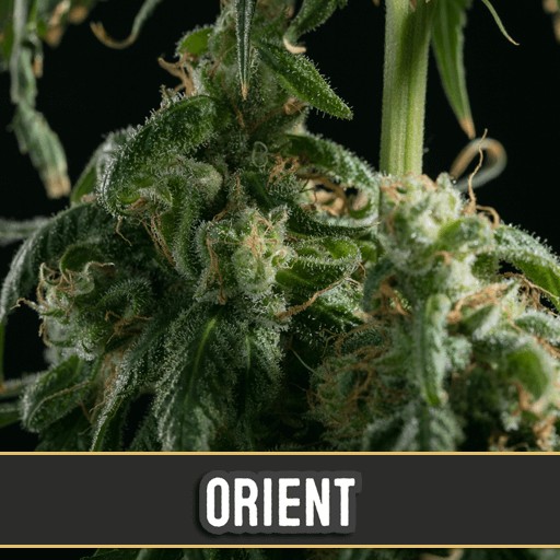 Orient Auto Feminised Seeds-BLIM-ORIENTAUT