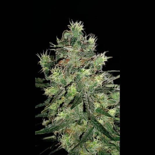 AK Auto Feminised Seeds-BLIM-AKAUTO