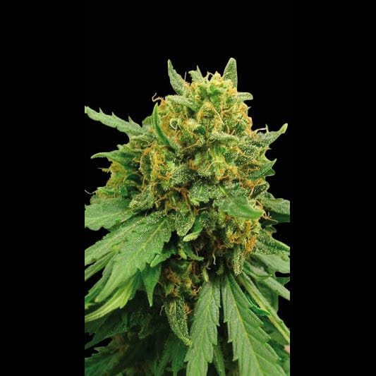 Super Auto Feminised Seeds-BLIM-SUPERAUT