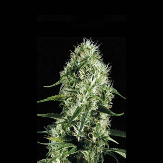 Silversurfer Haze Feminised Seeds-BLIM-SILVERSH