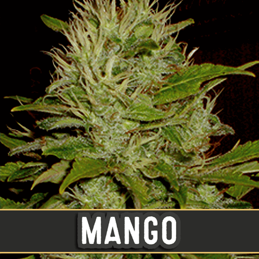 Mango Feminised Seeds-BLIM-MANGO