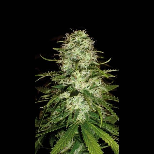 CR+ Feminised Seeds-BLIM-CRPLUS