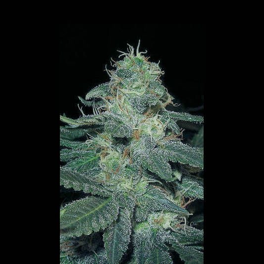 BC Diesel Feminised Seeds-BLIM-BCDIESEL